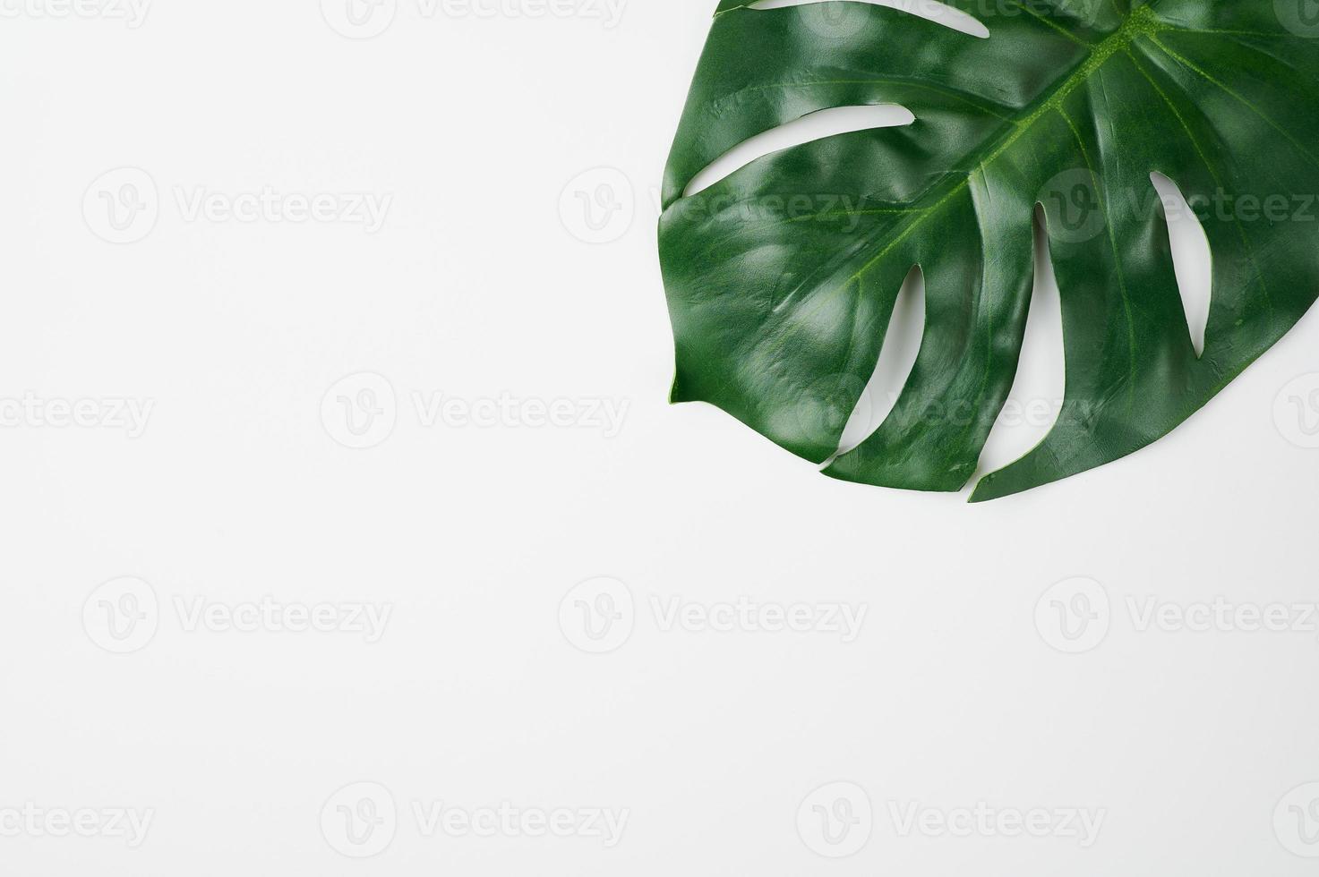 tropisch blad van monstera plant tegen witte achtergrond foto