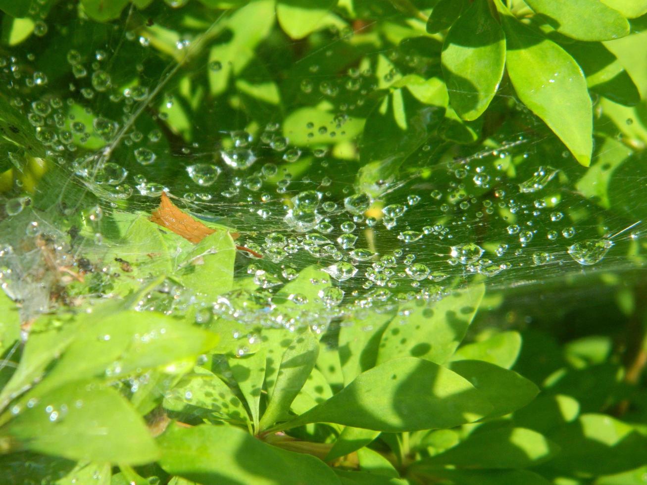 dauw op een spinnenweb in het gras. foto