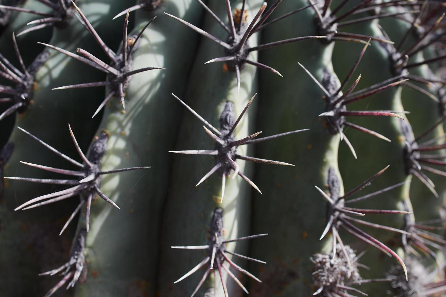 macro van doornen van een cactus in lanzarote, spanje foto