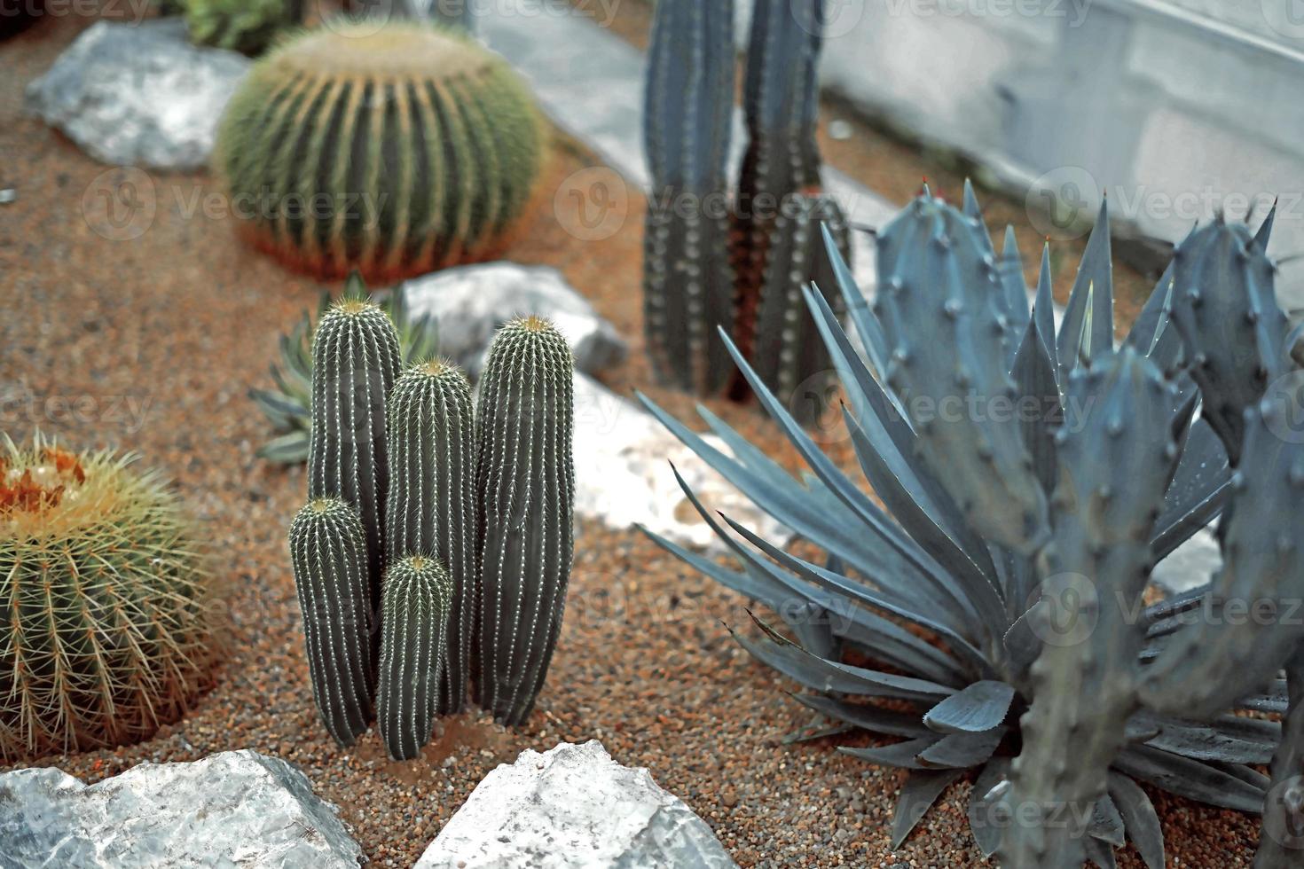 cactus close-up op zand in cactustuin foto