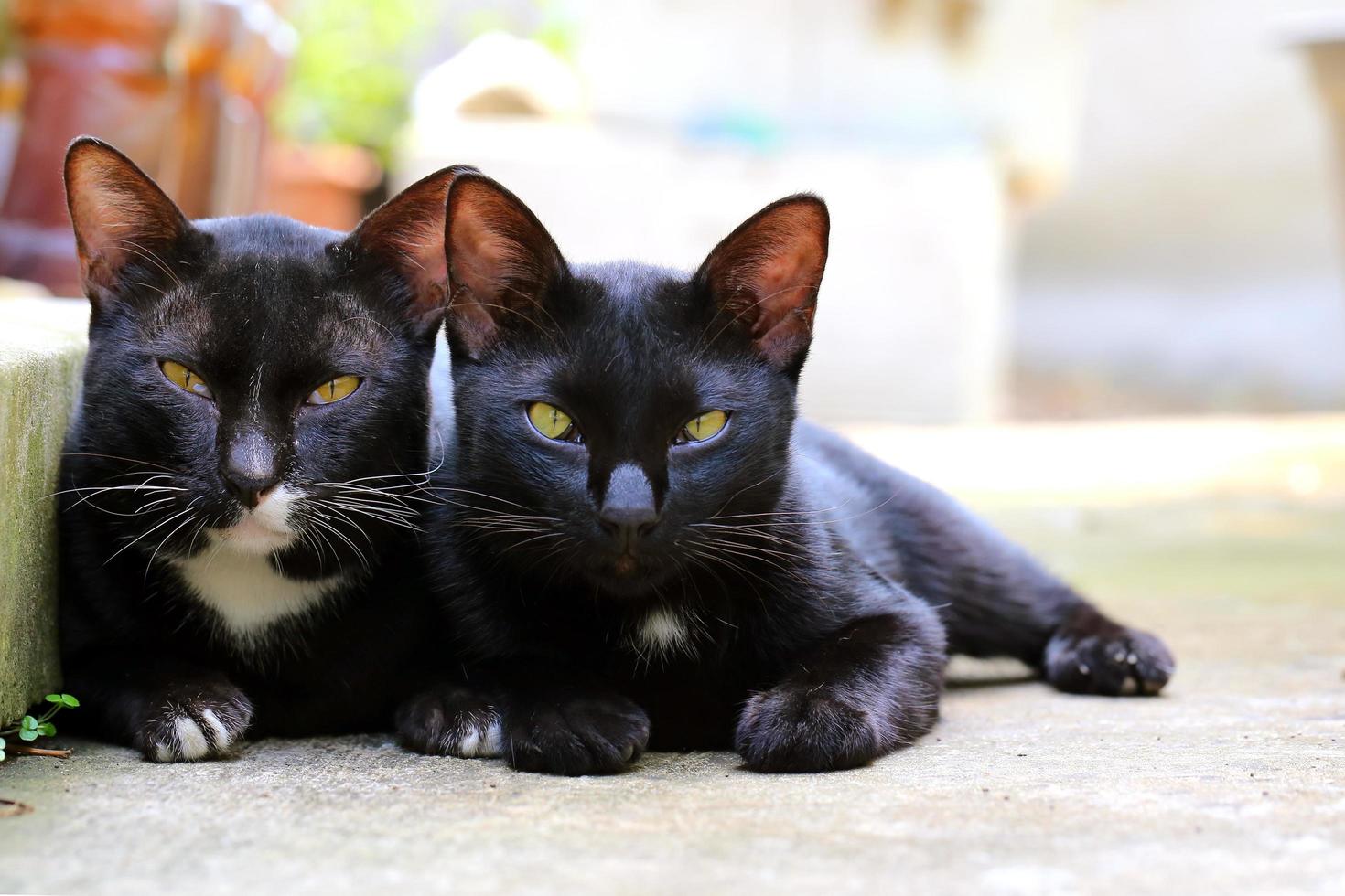 paar zwarte katten die op het vooraanzicht van de buitenvloer liggen foto