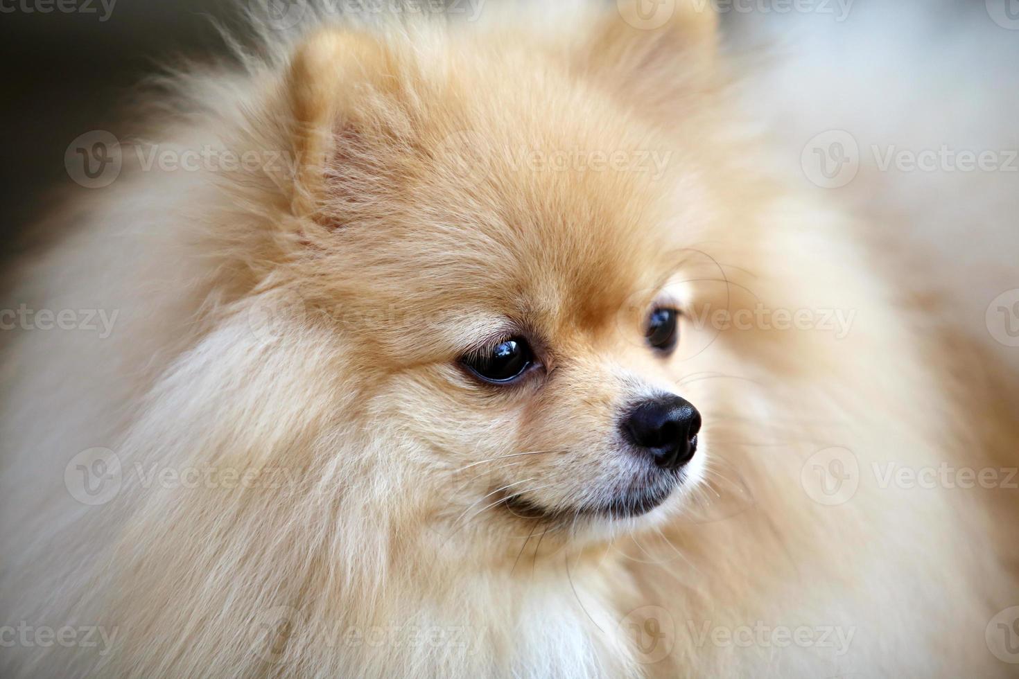 portret van schattige Pommeren hond. foto