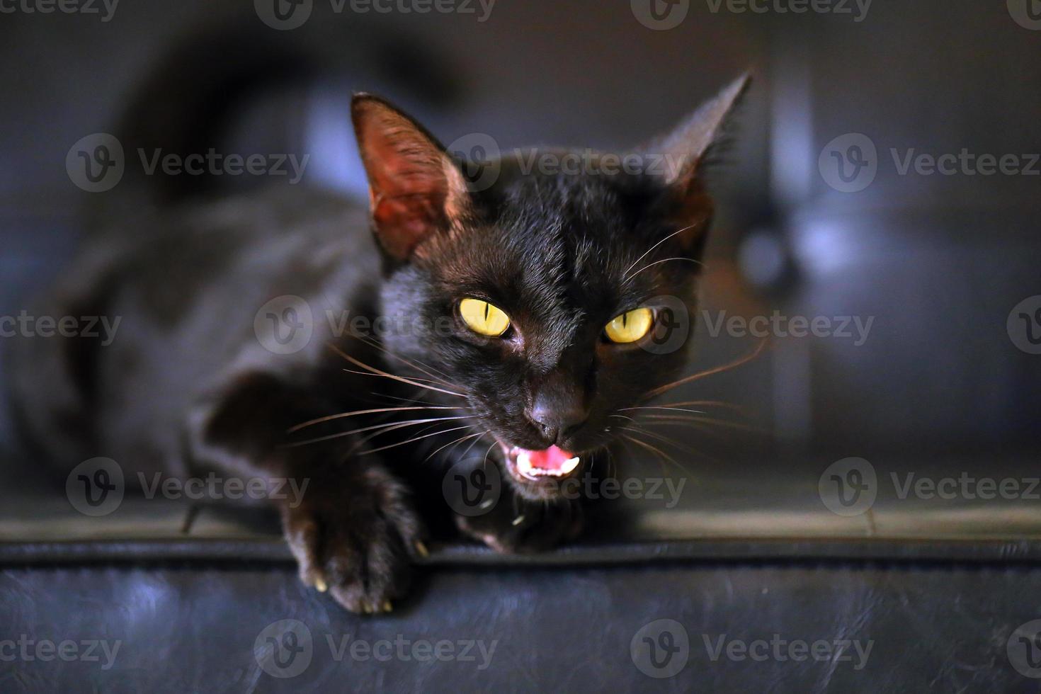 jonge zwarte kat die liegt en een leren bank aanroept foto