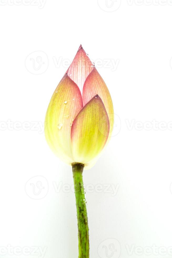 mooie lotus geïsoleerd op witte achtergrond foto