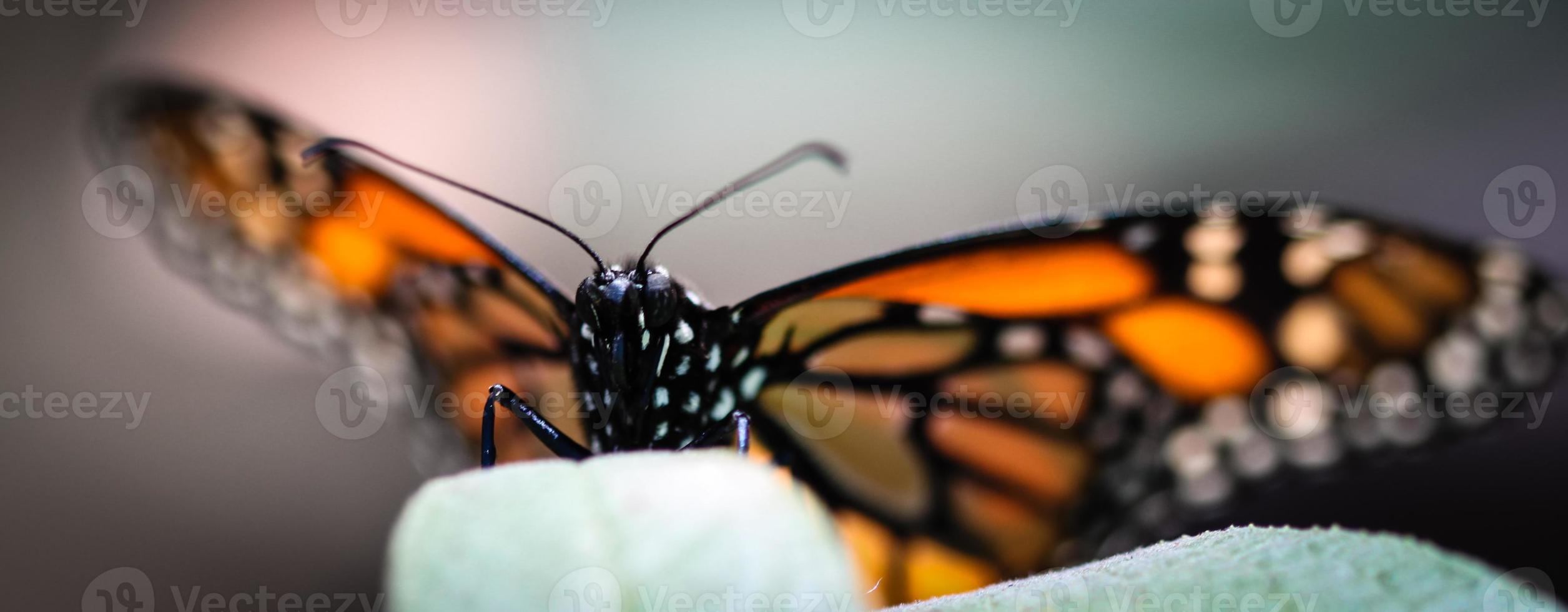 monarch danaus plexippus foto