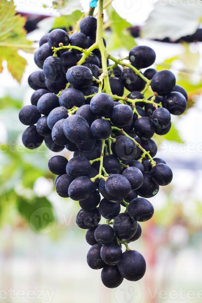 grote tros rode wijndruiven hangen aan een wijnstok, warm. rijpe druiven met groene bladeren foto