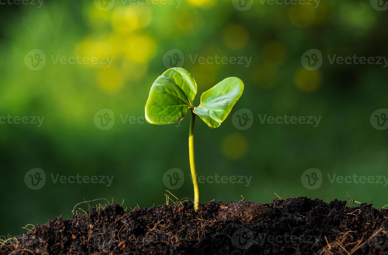 jonge plant in het ochtendlicht foto