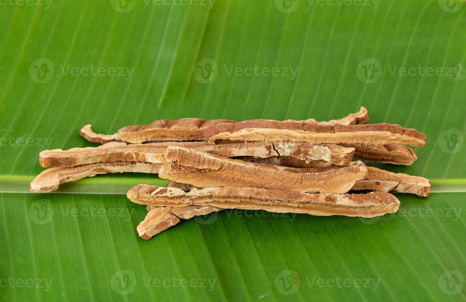 ganoderma lucidum op bananenblad foto