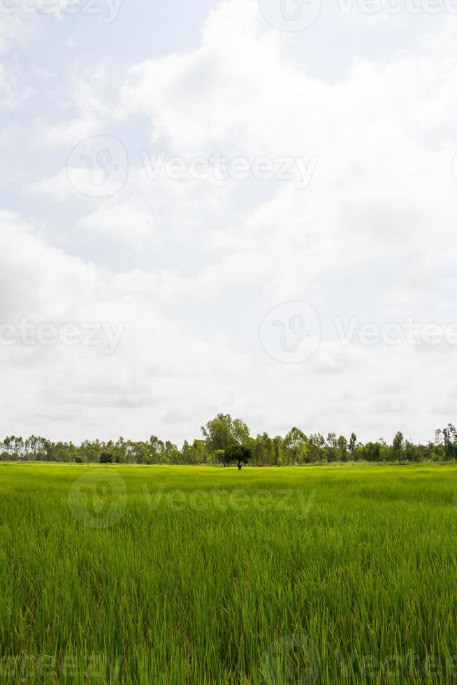 weide met groen gras en blauwe lucht met wolken foto