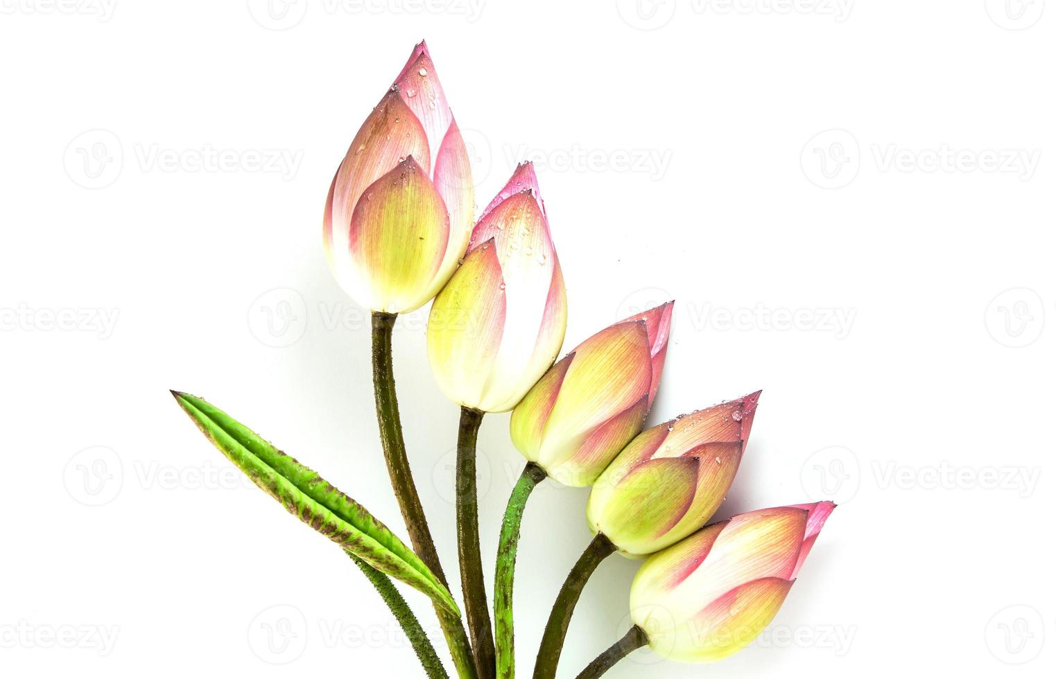 mooie lotusbloem geïsoleerd op een witte achtergrond. foto