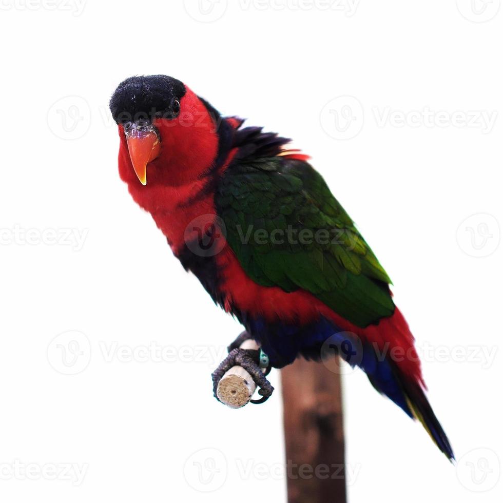 eclectus papegaai foto