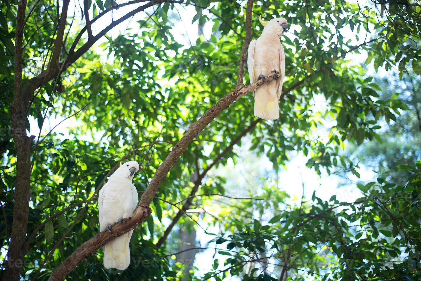 witte kaketoes zittend op een boom brunch foto