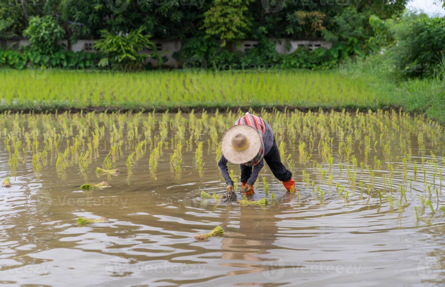 niet-geïdentificeerde Aziatische boer die rijst plant in een vers groen rijstveld foto