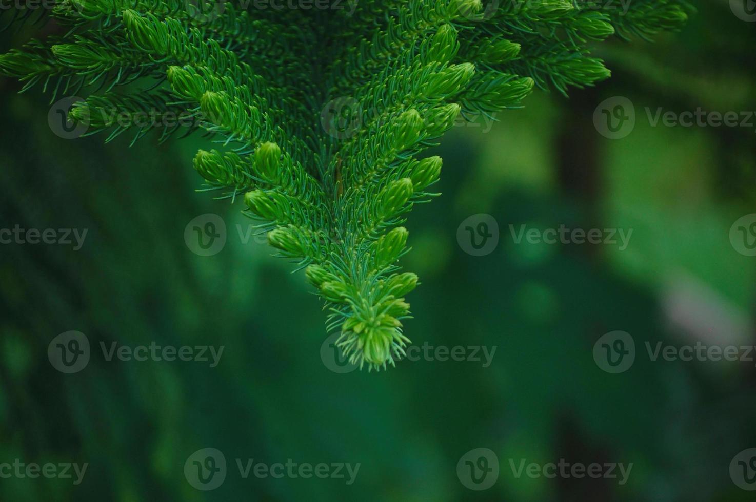 groene verse planten gras close-up voor achtergrond foto