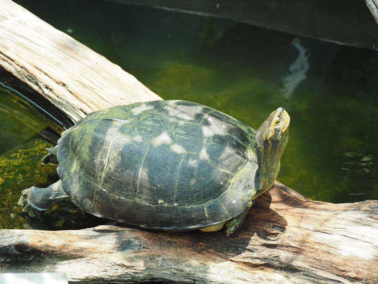 een schildpad die op een stok lag, keek omhoog in de zon. foto