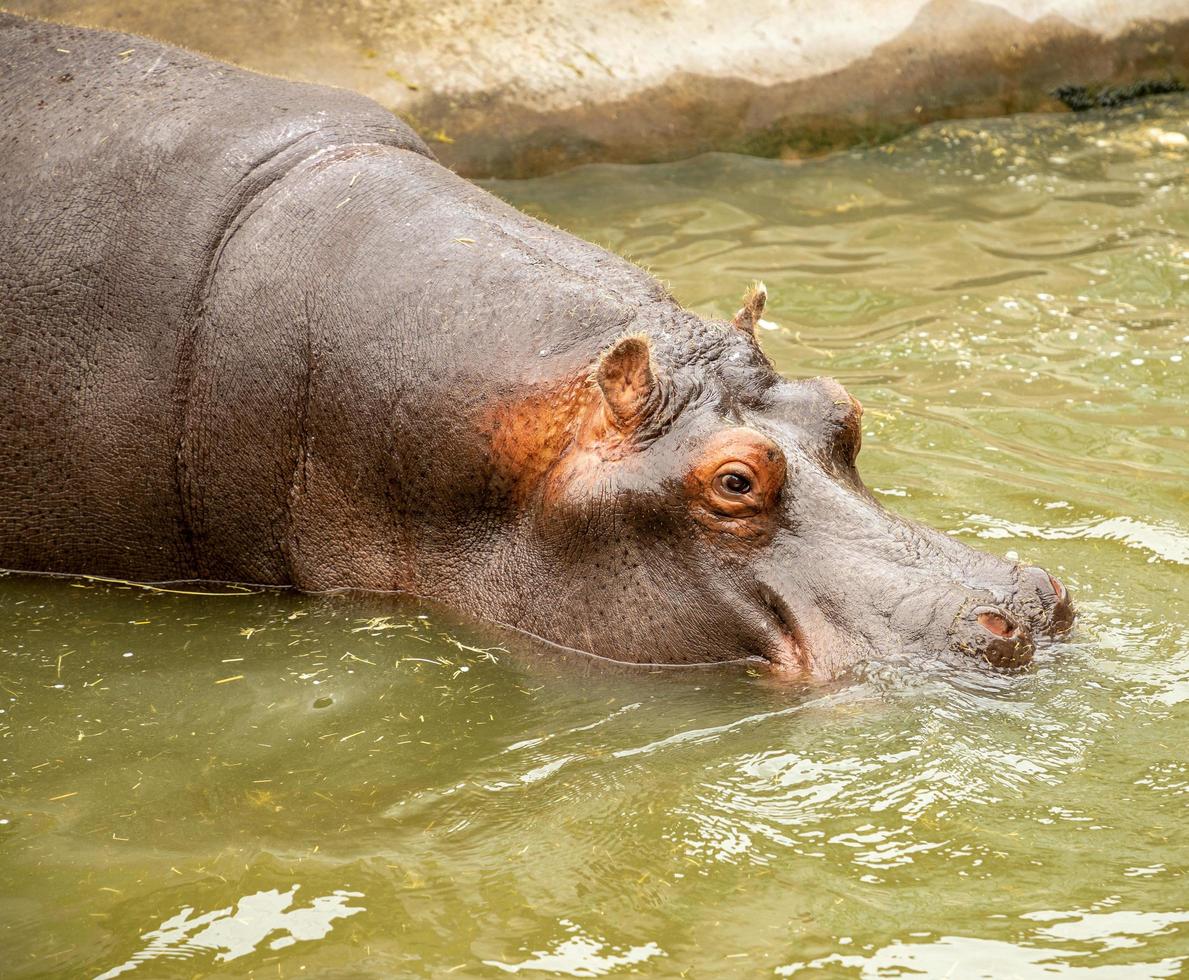 volwassen nijlpaard in zwembad foto