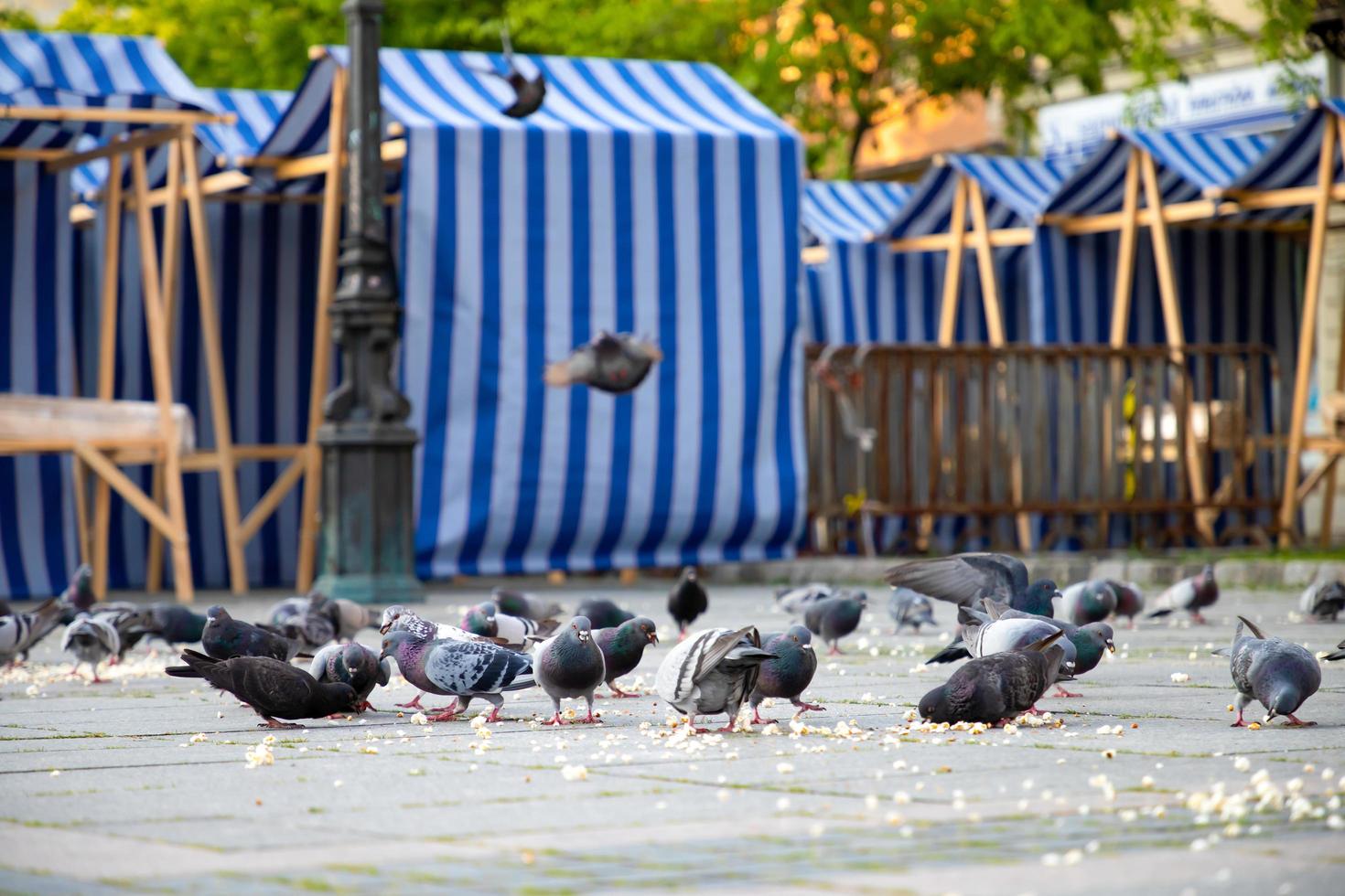 duiven popcorn eten op straat foto