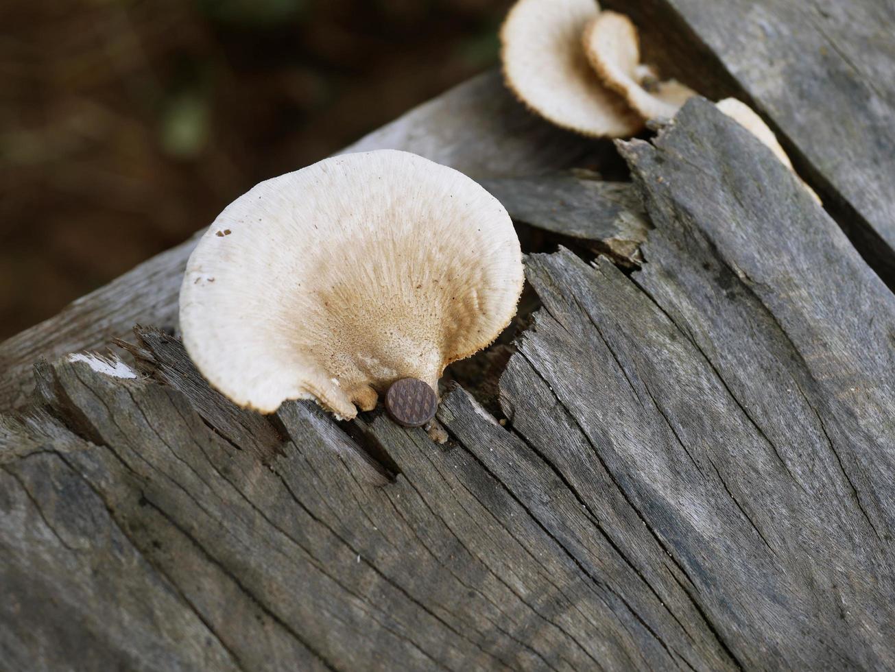 paddenstoelen die op rotte planken groeien met spijkers eraan genageld. foto