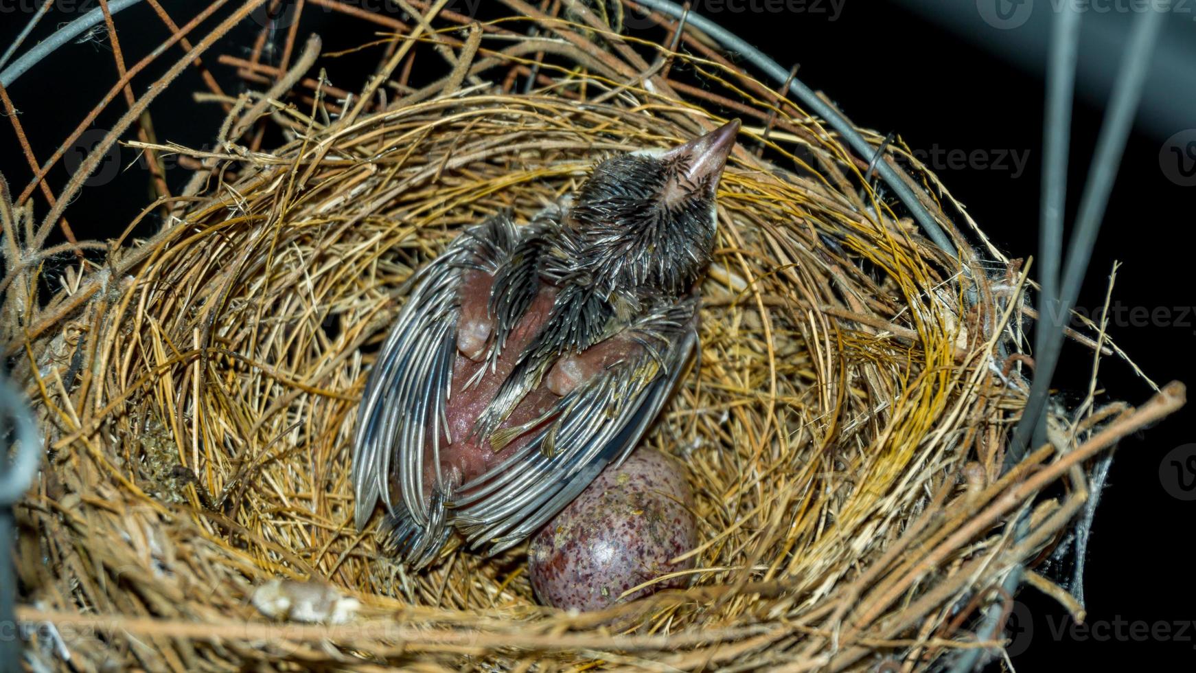 babyvogel in het nest foto