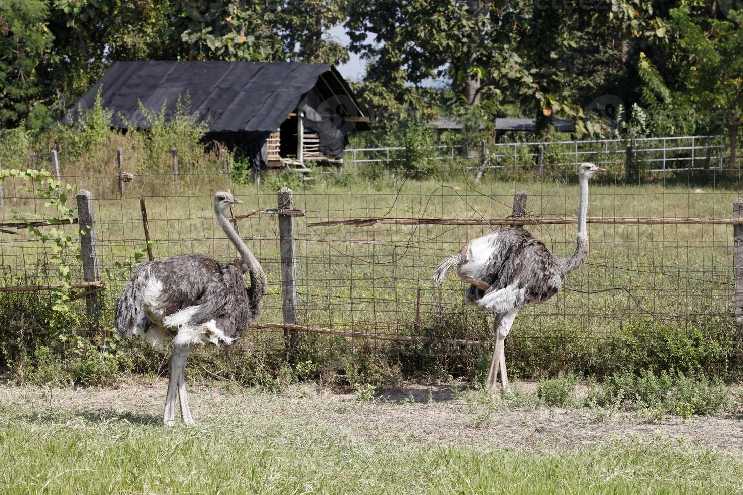 struisvogel in boerderij foto