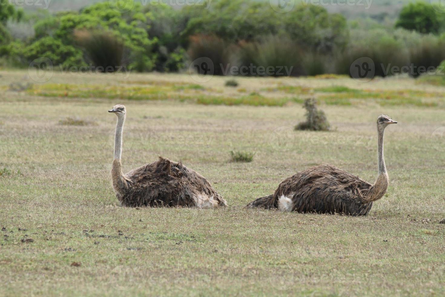 een paar struisvogels in natuurgebied de Hoop foto