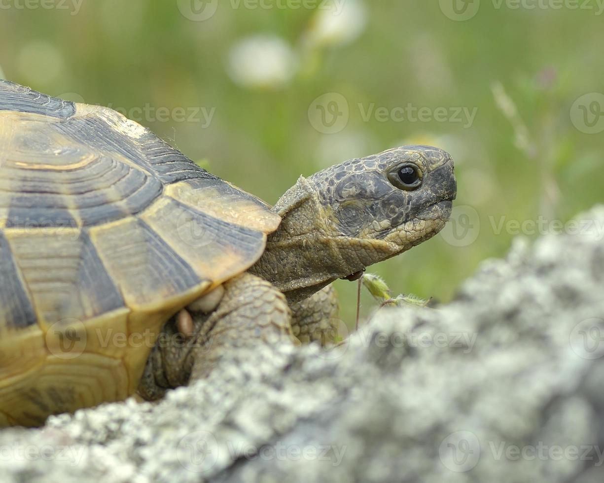 uitloper of Griekse schildpad (testudo graeca) foto