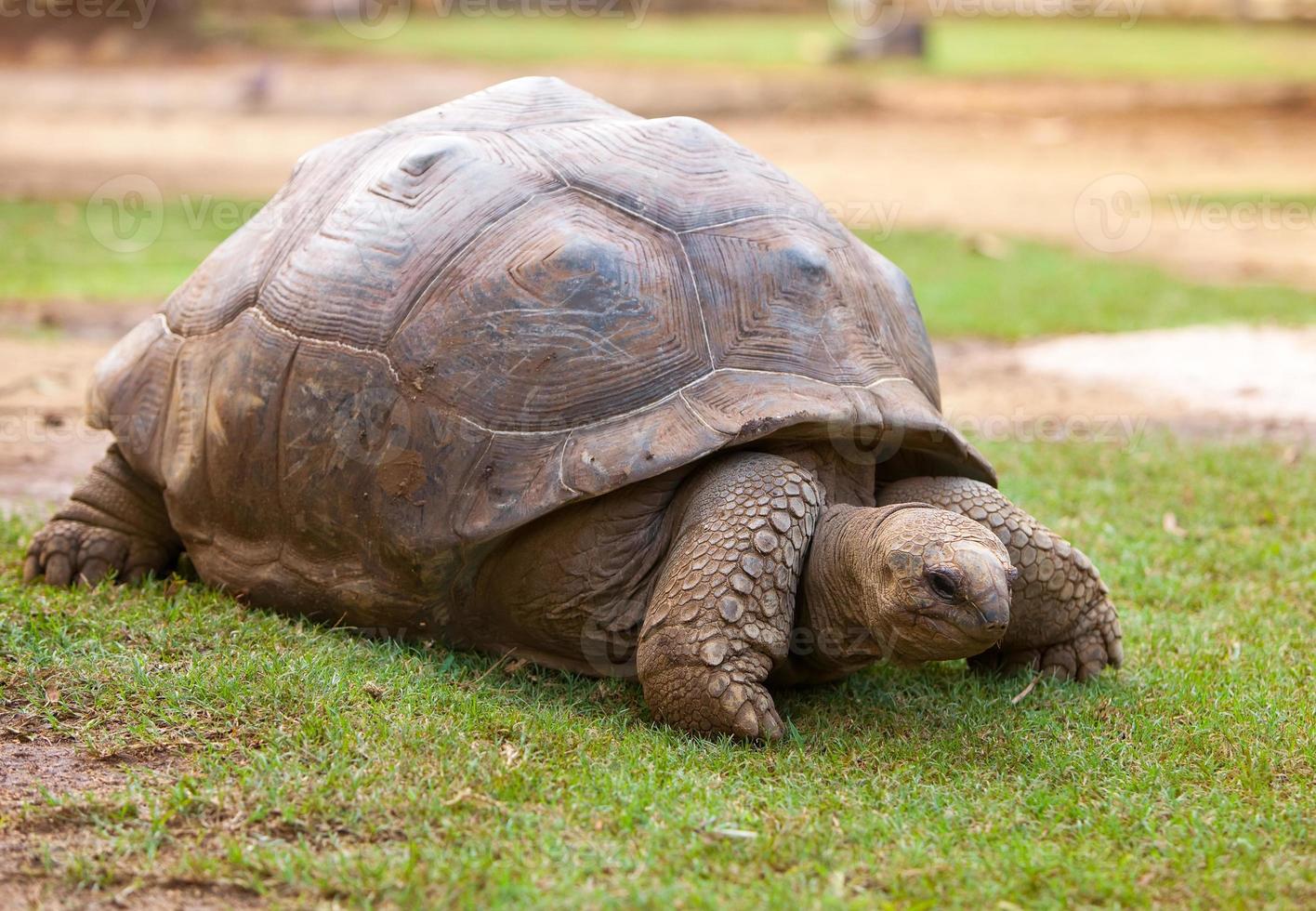 Inspecteur Een effectief enthousiast grote seychellen schildpad in la vanille reserve park. Mauritius 803711  Stockfoto