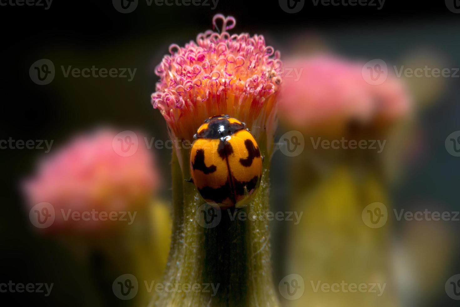 lieveheersbeestje bedrijf bloem met close-up detailweergave. foto