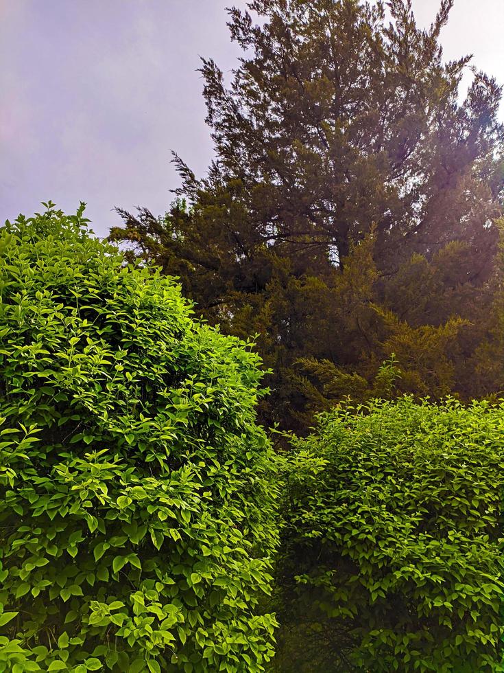 groene tuin. schoonheid in de natuur foto