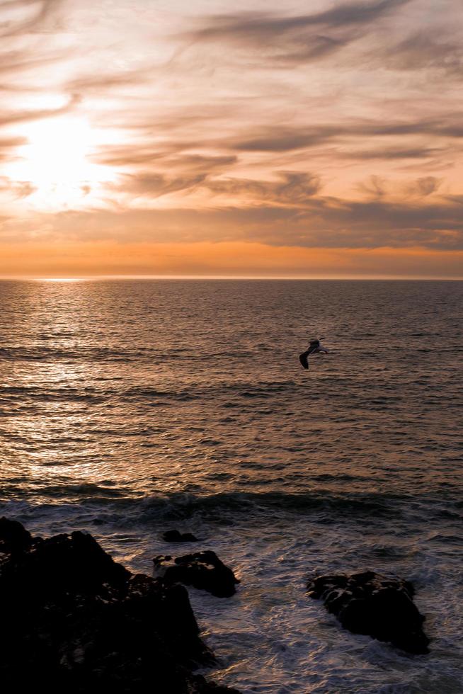 meeuw vliegen tegen een wolk oranjegele zonsondergang stille oceaan foto