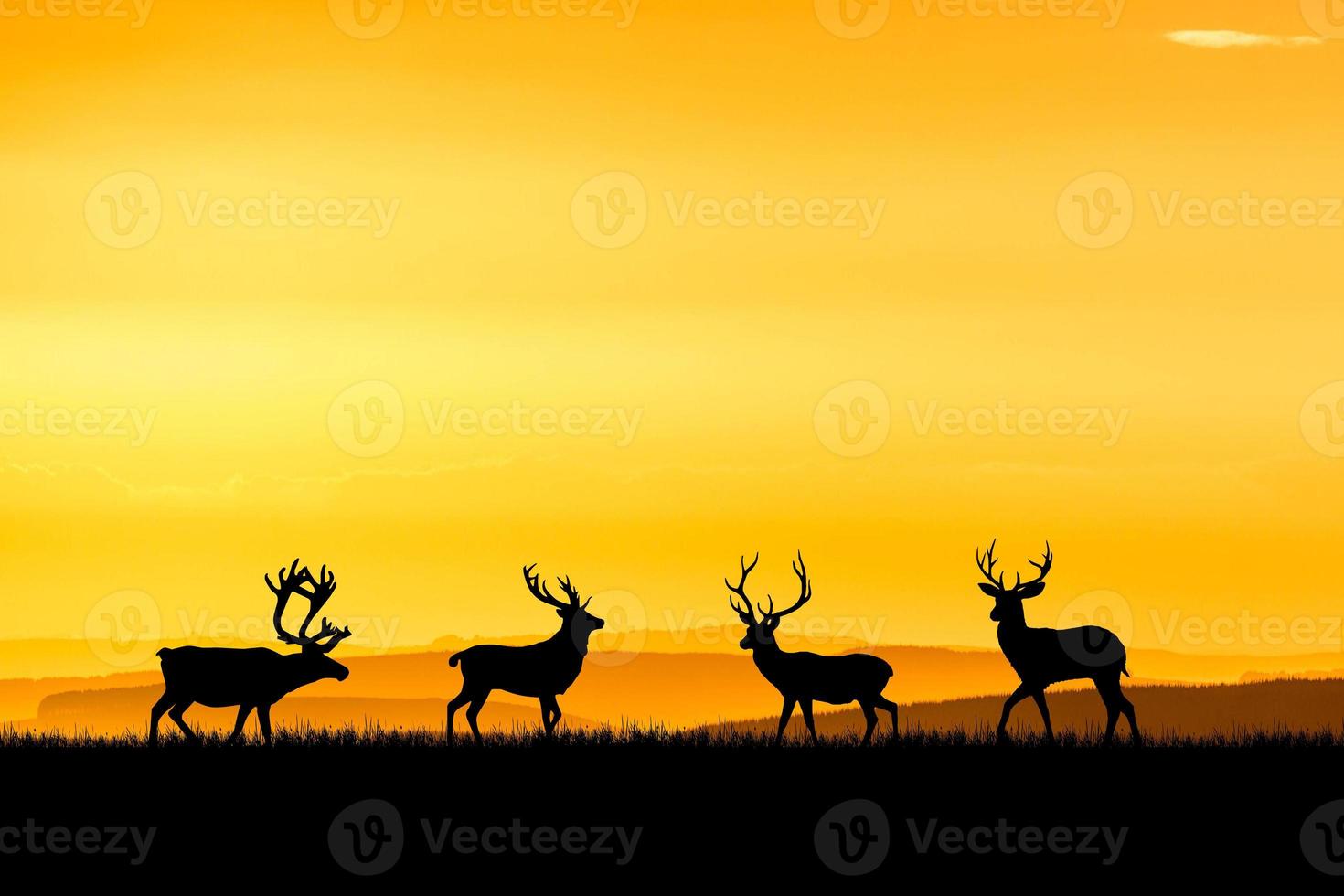 silhouetten herten in een mooie lichte weide. natuurconcept in de natuur foto