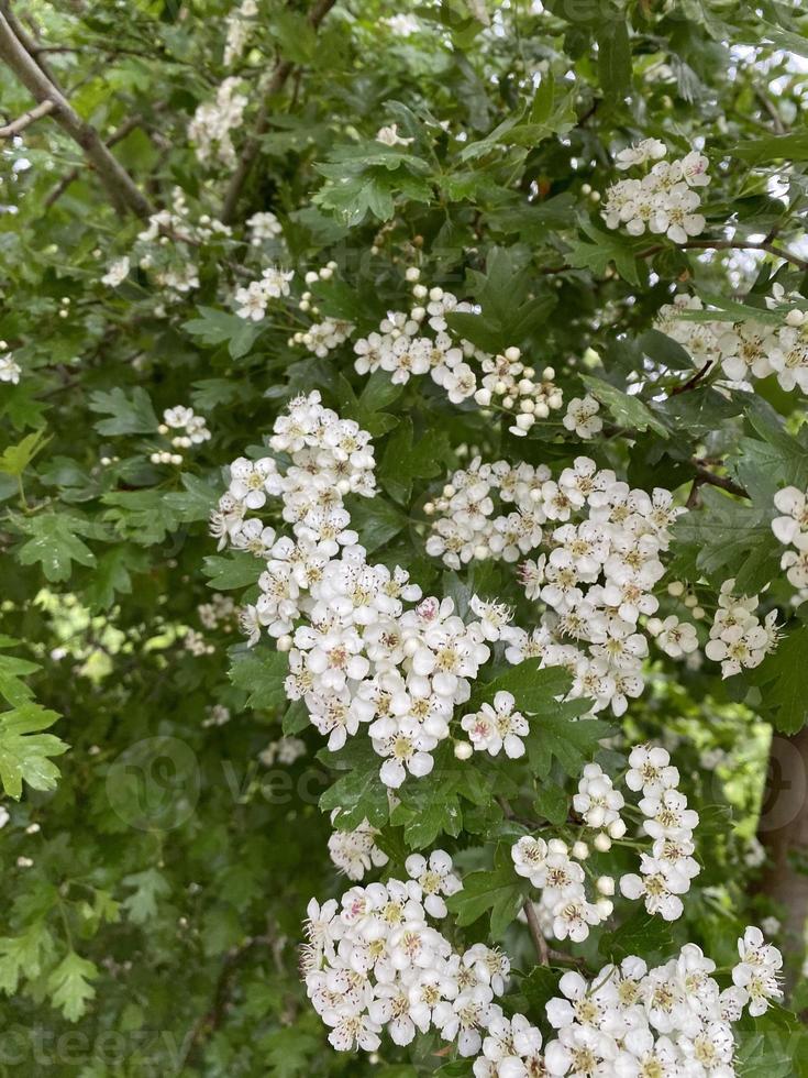 foto's van een prachtige struik met witte bloemen. lente achtergrond foto