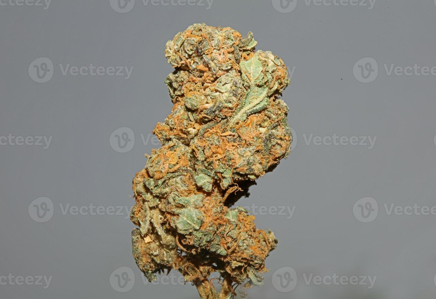 cannabis sativa grote knop familie cannabaceae close-up moderne achtergrond hoge kwaliteit groot formaat prints foto