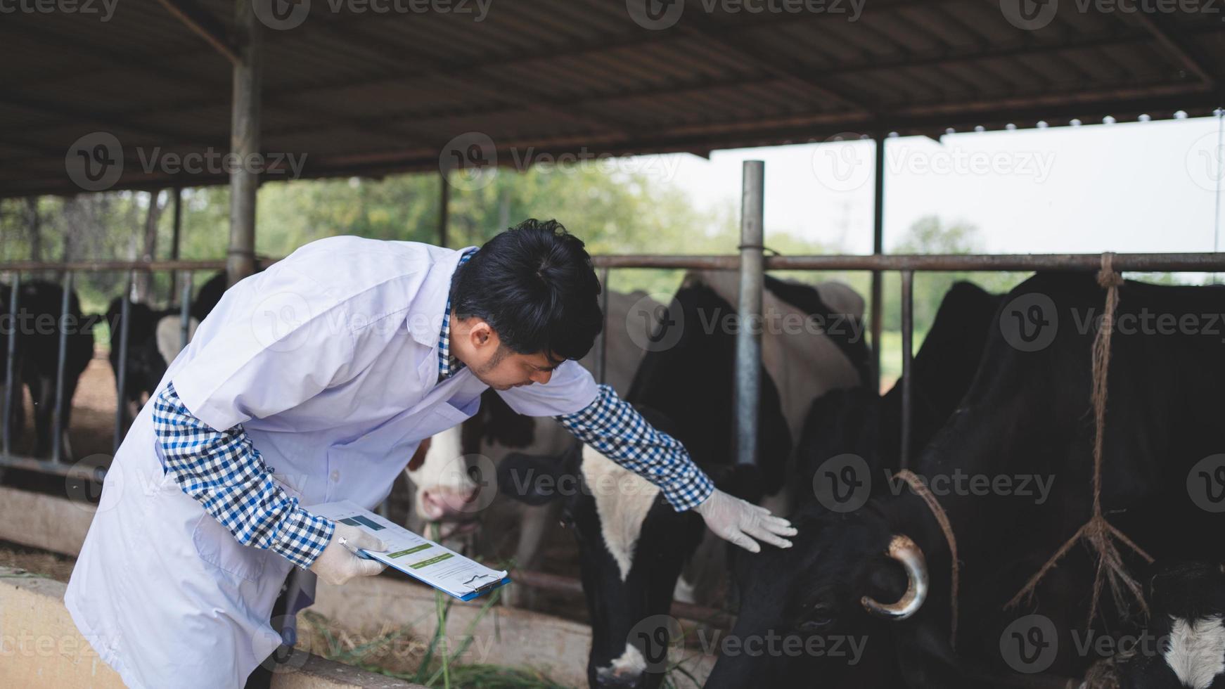 dierenarts die zijn vee en de kwaliteit van melk in de melkveehouderij controleert. landbouwindustrie, landbouw en veeteeltconcept, koe op melkveebedrijf die hooi eet, koeienstal. foto