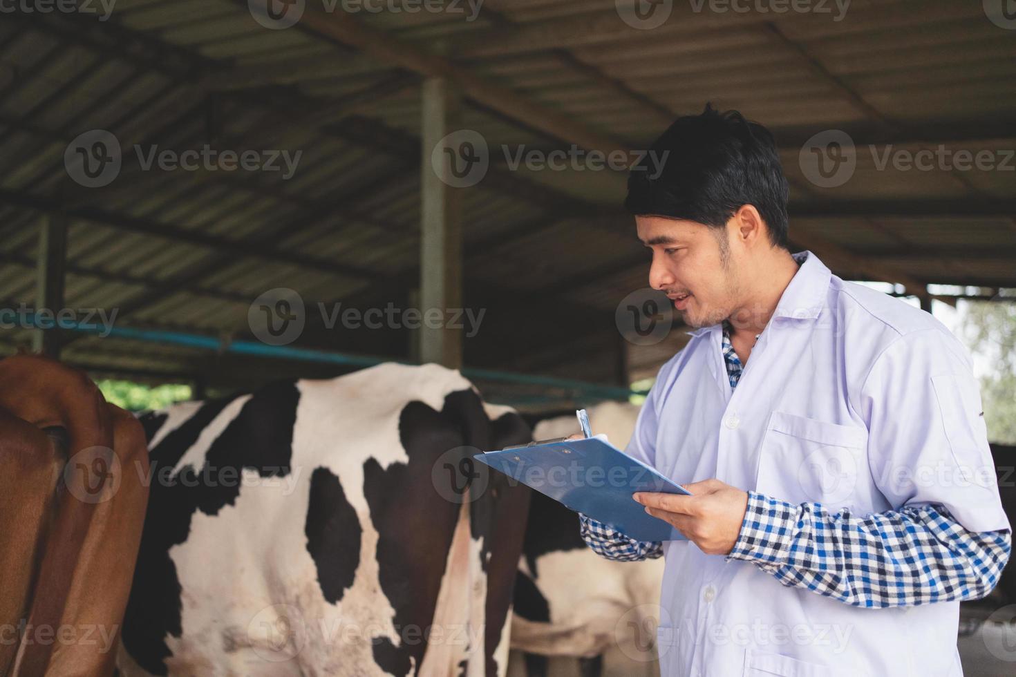 dierenarts die zijn vee en de kwaliteit van melk in de melkveehouderij controleert. landbouwindustrie, landbouw en veeteeltconcept, koe op melkveebedrijf die hooi eet, koeienstal. foto