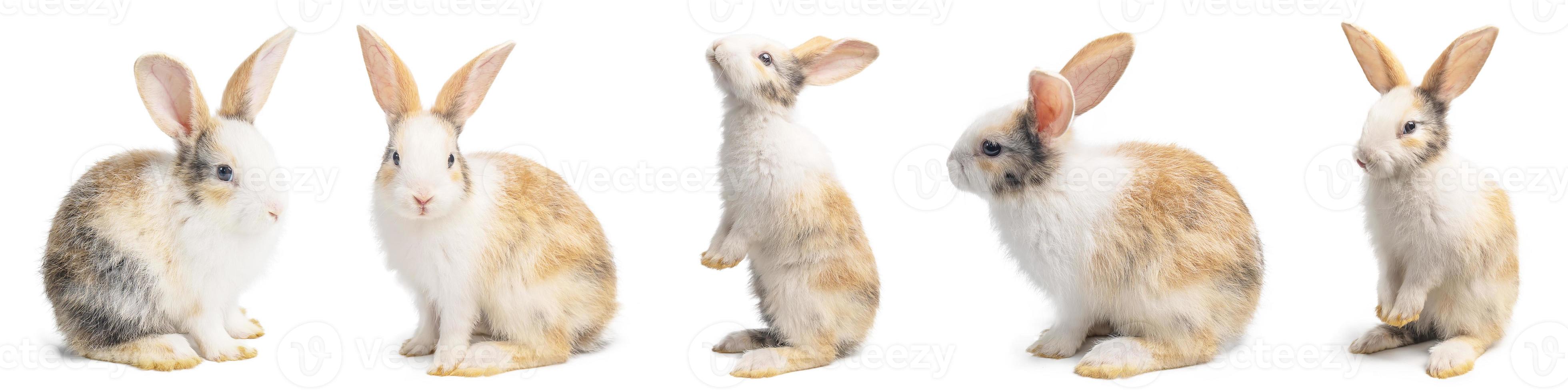 groep kleine bruine en witte konijnen in veel acties op witte achtergrond met uitknippad. foto