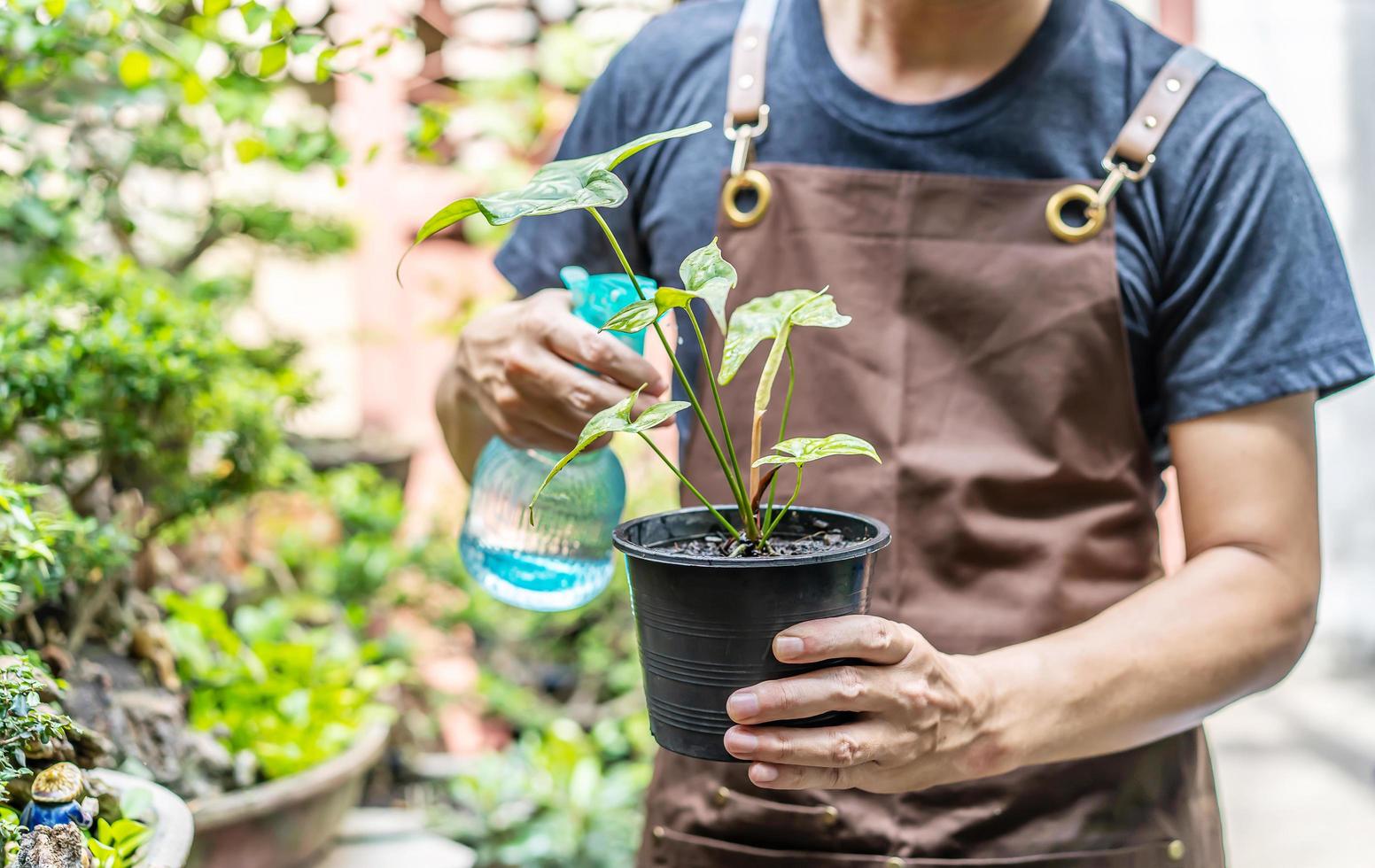 man tuinman werken met vetplanten in de achtertuin buiten. drenken en voeden van vetplanten met sprinkler. liefde voor planten en verzorging. kleine onderneming. foto