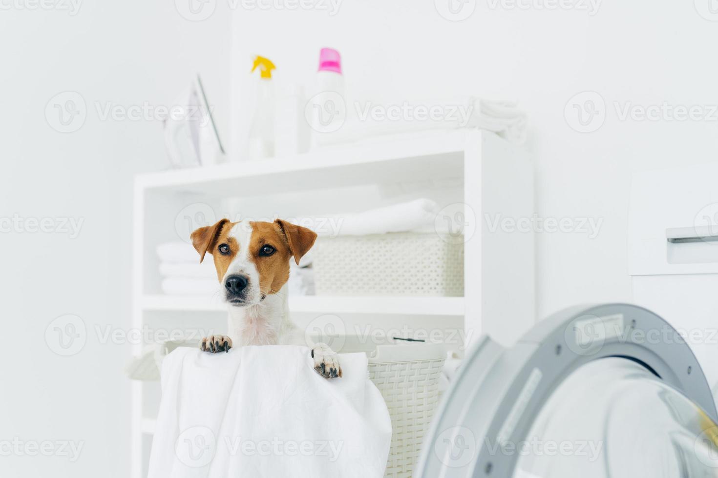 indoor shot van rashond in wasmand, kijkt naar afstand, wasmachine en console met wasmiddelen in de buurt. dieren, netheid en huisconcept foto