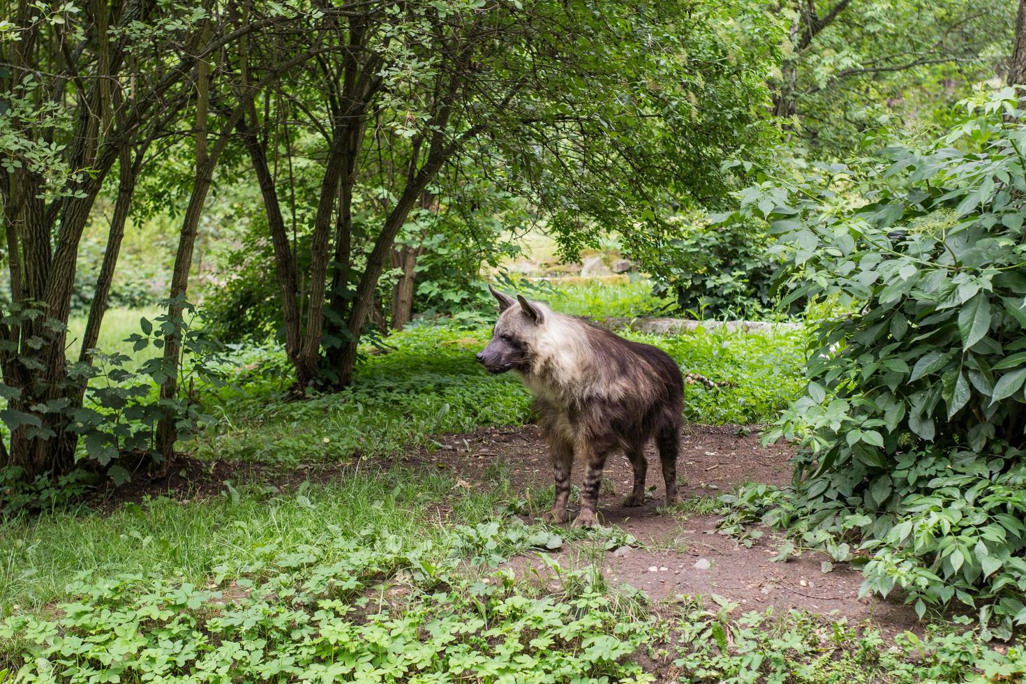 hyena in het bos foto