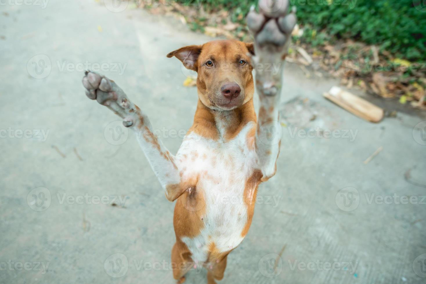 bruine honden springen en spelen foto