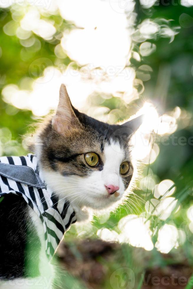 schattige kat spelen op het met gras begroeide gazon bij zonsondergang foto