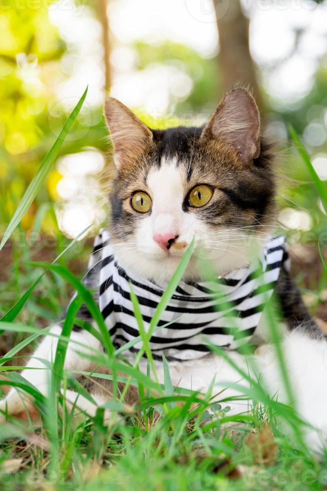 schattige kat spelen op het met gras begroeide gazon bij zonsondergang foto