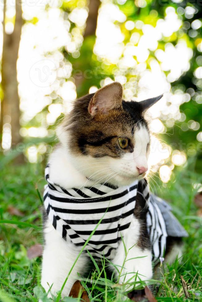 schattige kat spelen op het met gras begroeide gazon bij zonsondergang foto