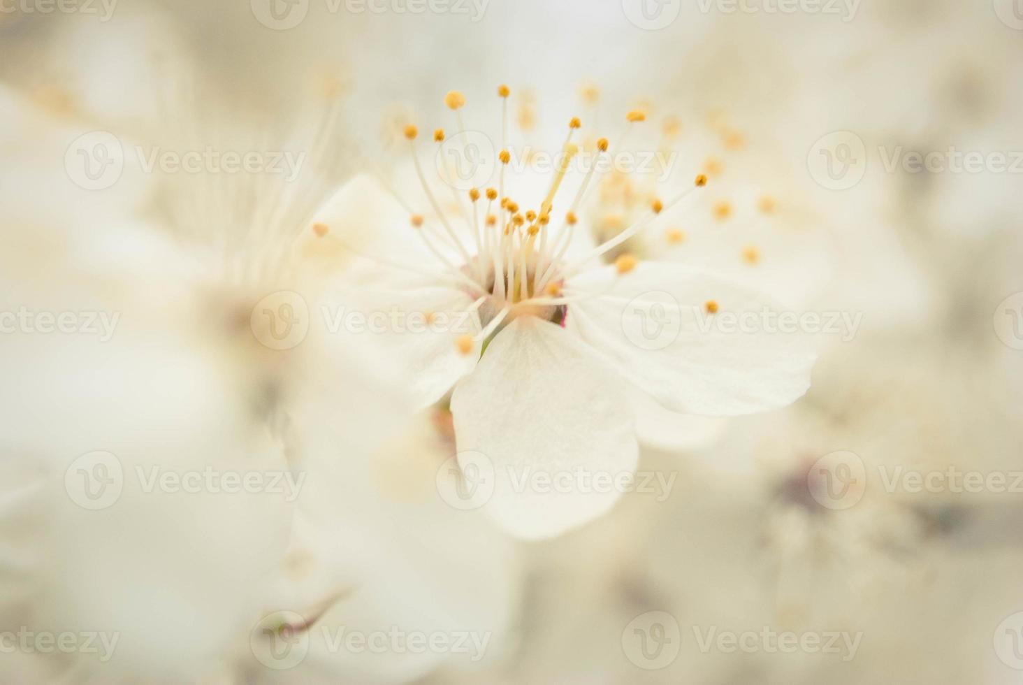 mooie sakura bloemen, kersenbloesem foto