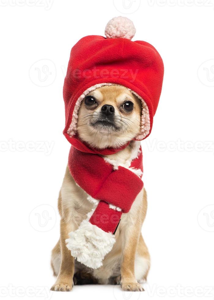chihuahua kerst hoed en sjaal dragen, zitten, geïsoleerd foto
