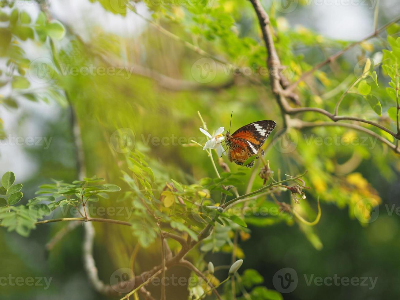 vlinder dronk nectar naast de wesp bloem drumstick boom, insect dier foto