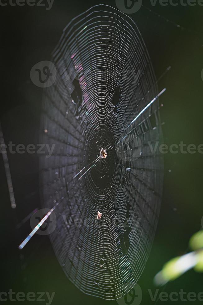 spinnenweb in het bos foto