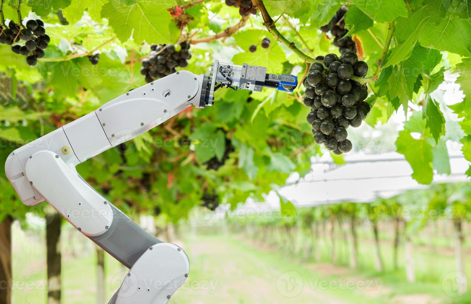 agrarische robotassistent die druiven oogst om de druivengroei te analyseren, slim boerderijconcept foto