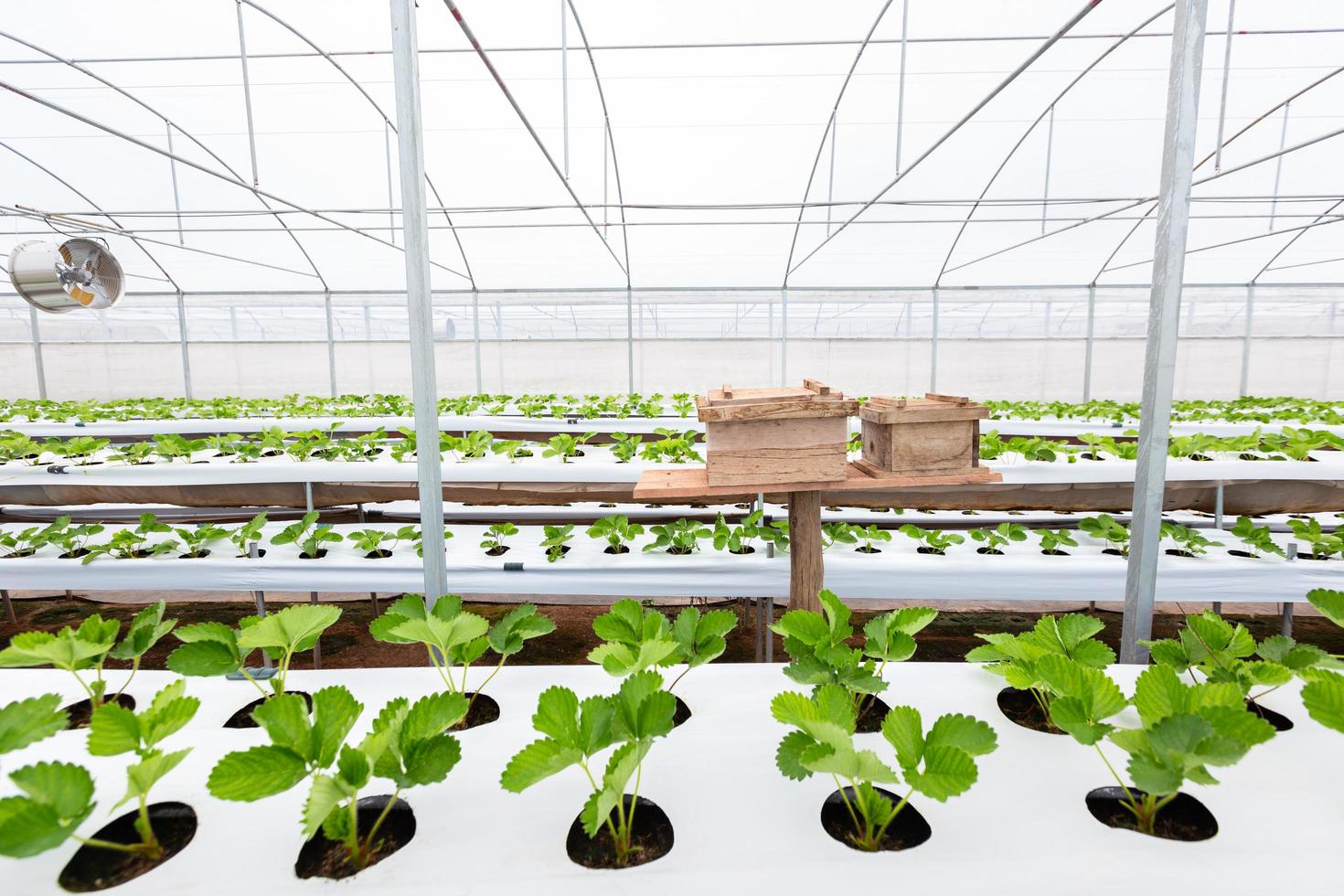 houten insectenopvanghuis voor bijenbestuiving in kas aardbeienboerderij foto