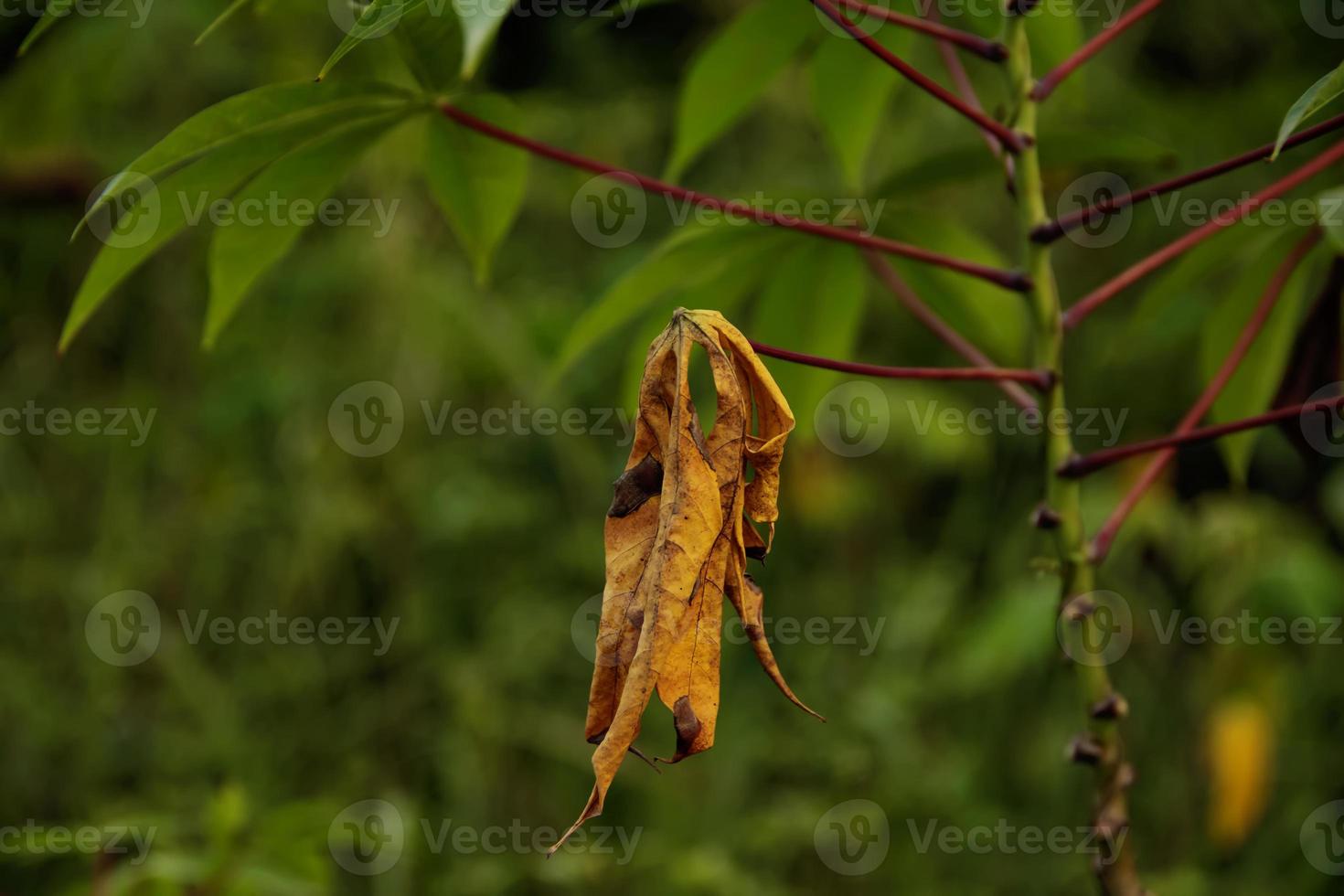 droge cassavebladeren tussen groene foto